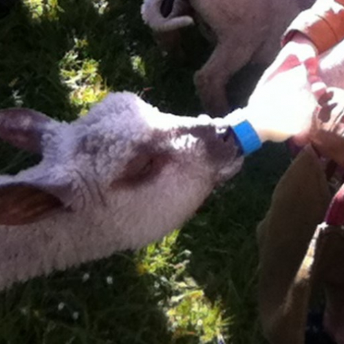 Anniversaire au Jardin de Mélisse