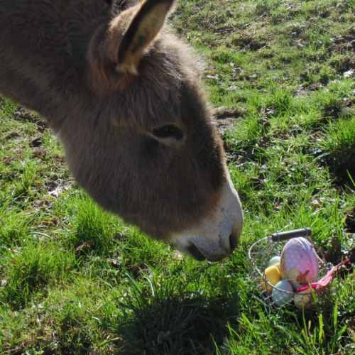 Le havre aux ânes : chasse aux œufs de Pâques 2019