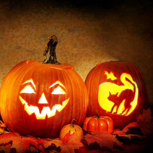 Naturez-vous 2024 : Des citrouilles pour Halloween