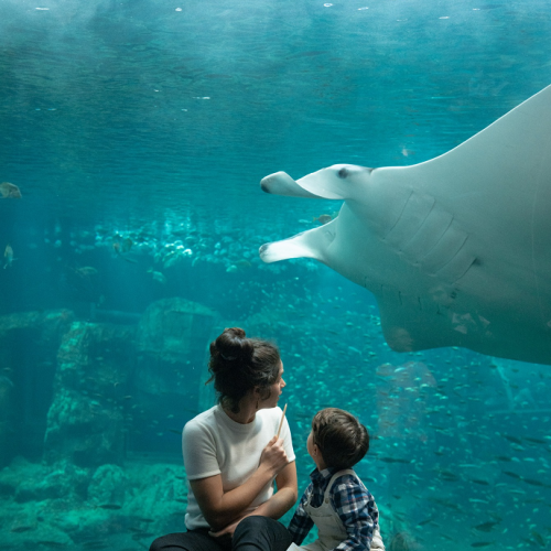 Aquarium Nausicaá à Boulogne-sur-Mer : sortie en famille