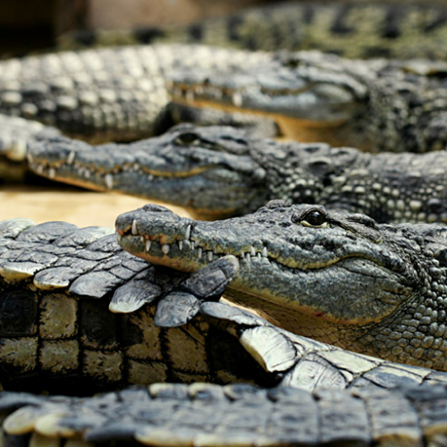 Alligator Bay