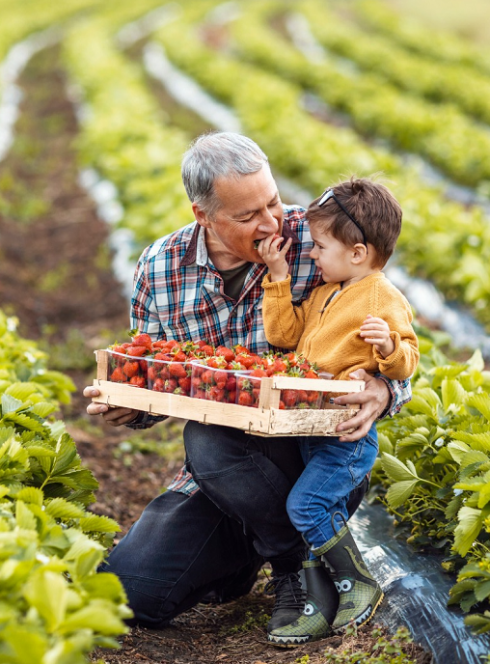 La ferme du Paradis : Un petit garçon récolte des fraises avec son grand père