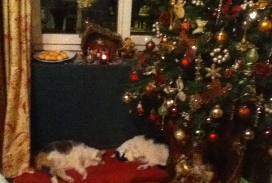 Concours photo mon beau sapin 2014 - catherine