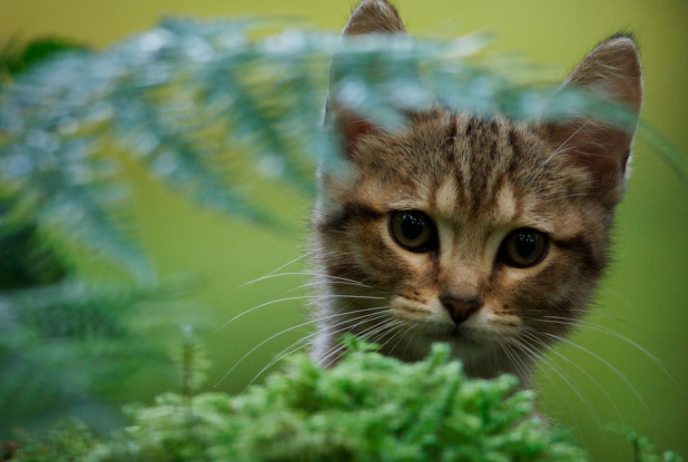 Mon Chat et Moi : chat en forêt