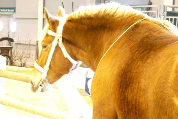 Salon de l'agriculture