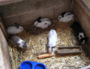 La Ferme des cabanes : lapins