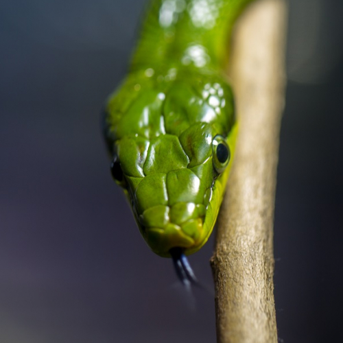 Parlez-vous fourchelang ? au Muséum de Nantes