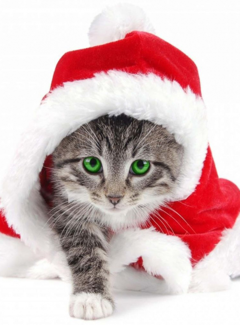 Chat Noël