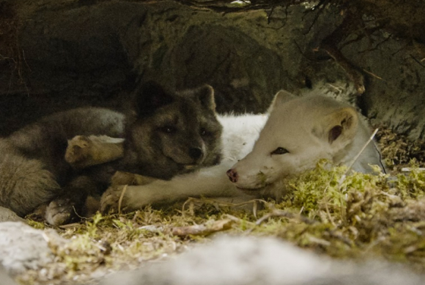 Kina & Yuk : renards de la banquise - paille