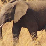 Expo Afrique, savane sauvage : éléphants
