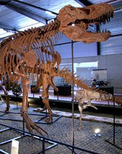 Musée des Dinosaures
