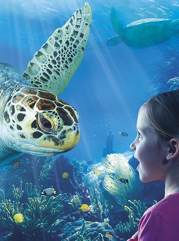 Turtle Fest SEA LIFE