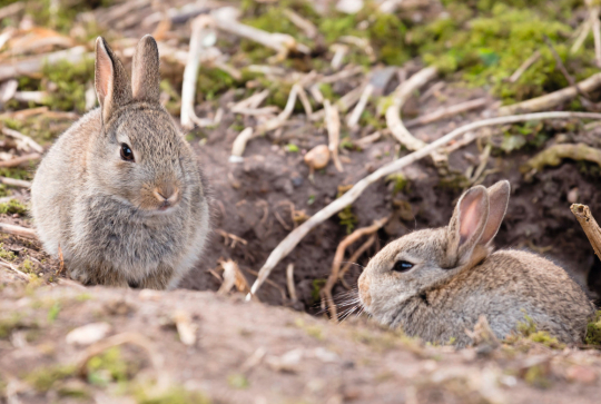 Observer un lapin de garenne