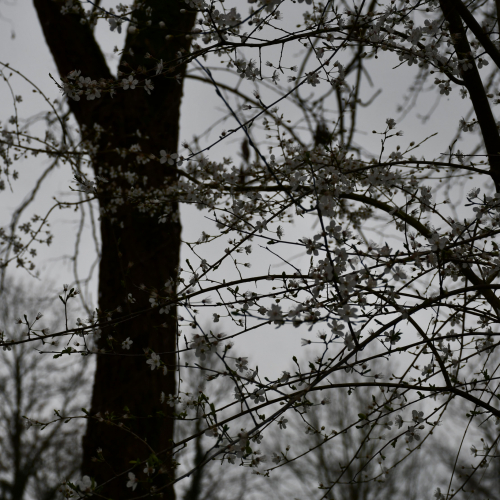 Écomusée de la Bintinais