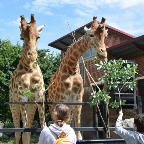 Zoo de Maubeuge Girafes