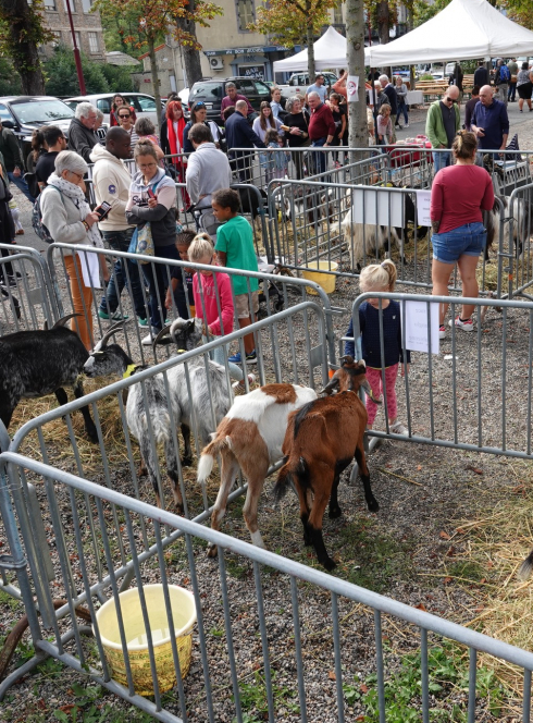 Fête de la chèvre et de la brebis