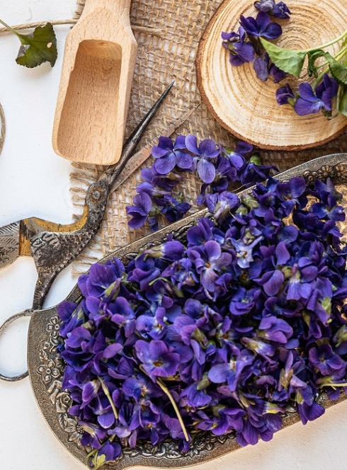 Fête des violettes 2025 à Tourrettes-sur-Loup : Une coupe de violettes