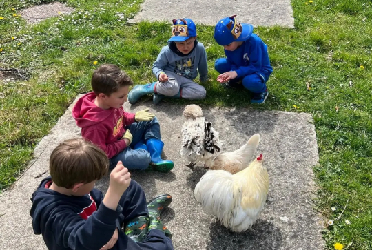 Ferme des Aigrettes - Poules