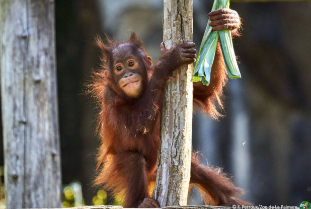Zoo de la Palmyre - Orang-outan