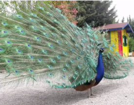 Parc Animalier - L'Arc en Ciel