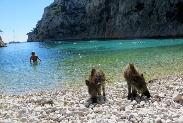 Les petits sangliers d'En-Vau