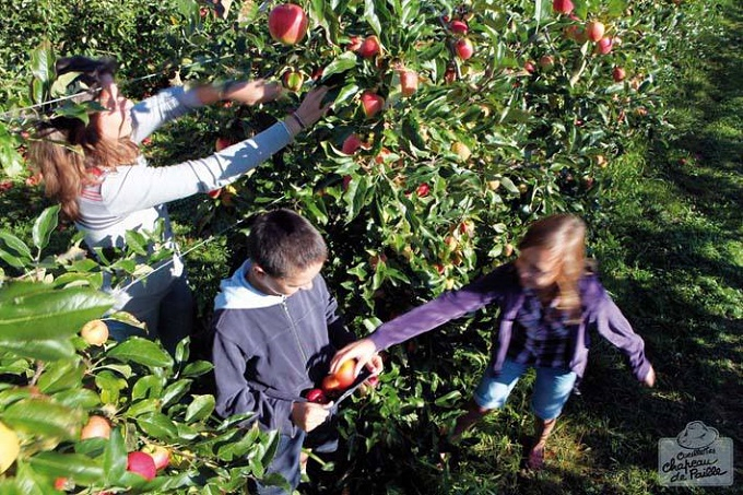Cueillette de Mareuil (Nantes), vergers de Vendée - Citizenkid