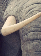 Expo Histoires d'ivoire