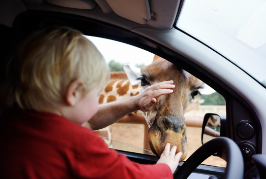 Adobe Stock - Safari