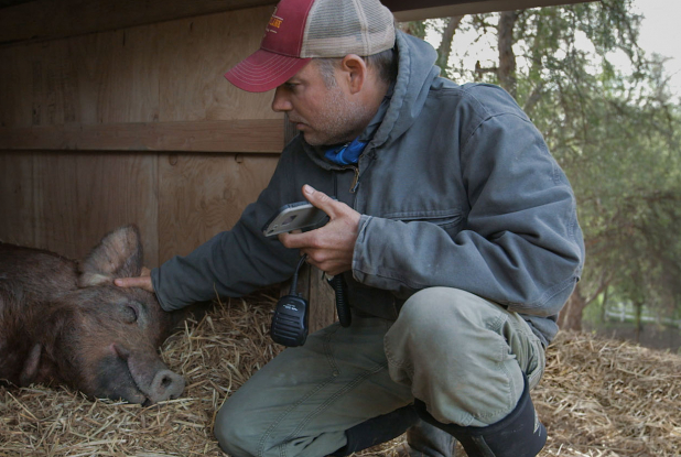 Tout est possible (The biggest little farm) - Au chevet du cochon