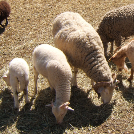 Ferme pédagogique de Figuerolles
