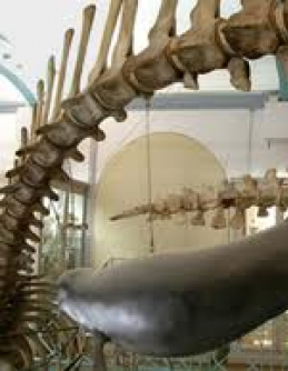 Musée d'Histoire Naturelle et de Géologie