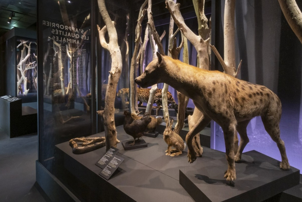 Visite commentée de l'expo Magique