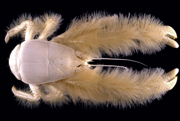 Expo Océan, une plongée insolite - Galathée yéti
