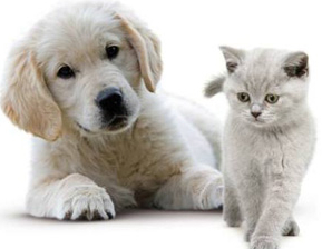 Chien et chat