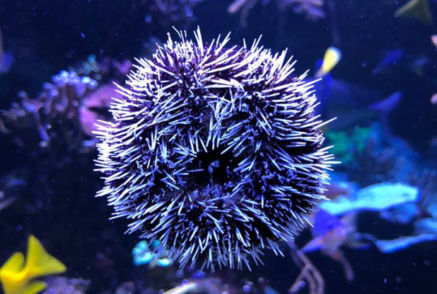 Palais de la Porte Dorée