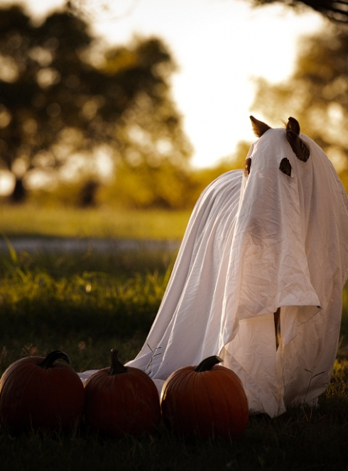 Lendemain d'Halloween à l'Hippodrome Carré de Soie : Cheval déguisé en fantôme