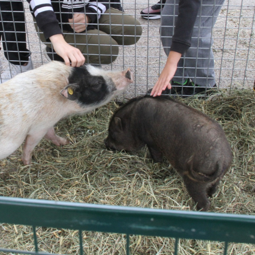 Foire agricole de Saint-Michel