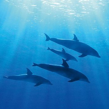 Blue - Affiche française