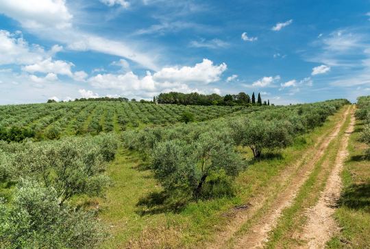 Domaine de l'Oulivie