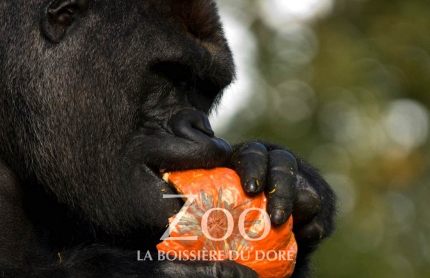 Halloween au Zoo de la Boissière