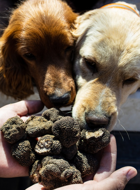 Marché de la truffe à Villeneuve-Loubet : Trois chiens reniflent des truffes dans les mains d'un homme