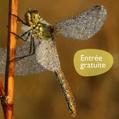 Insectes en résidence