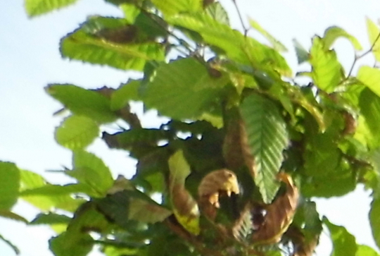 Paris CinéMômes 2013