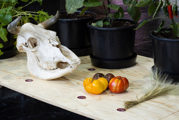 expo ruth ewan-tete squelette