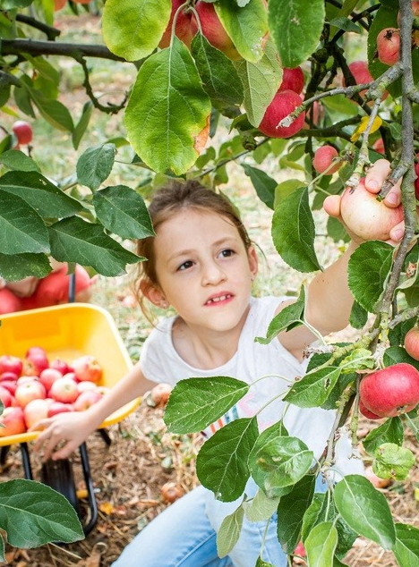 Cueillette de Cergy : fillette ramasse pomme