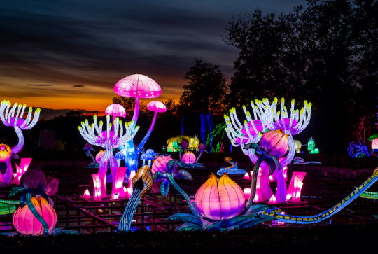 Lumières sauvages au Château de Thoiry : méduses