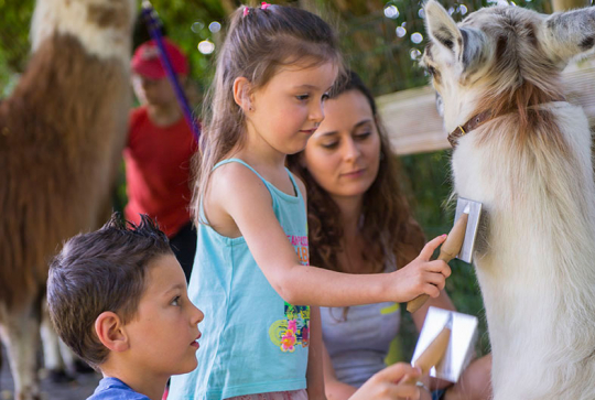 Les Lamas de Salagine