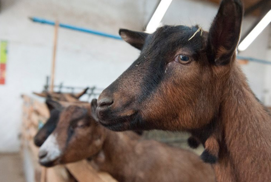 Ferme pédagogique du Parc Kellermann
