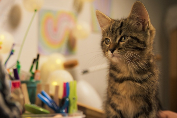 Mon Chat et Moi : chat sur la table