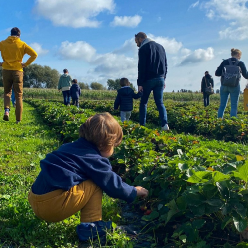 La Ferme du Vinage : Des enfants et des parents récoltent des fraises